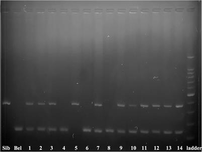 Intracytoplasmic sperm injection in sturgeon species: A promising reproductive technology of selected genitors